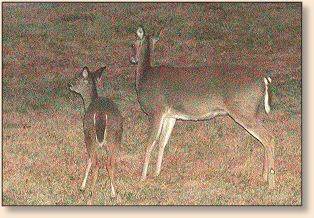 Deer