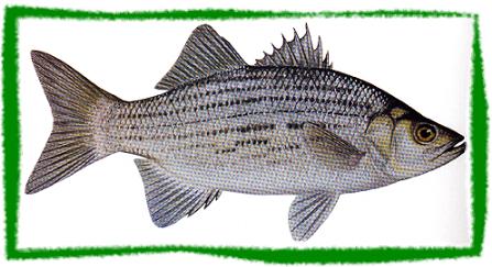 White Bass