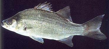 White Bass