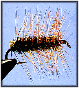 Woolly Worm
