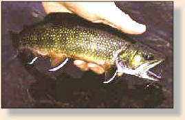 Small Brookie