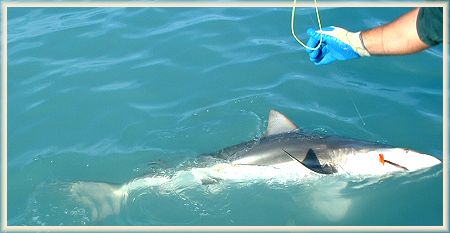 Scott Hamilton Blue H2O