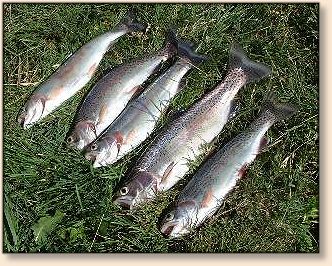 The boys trout day catch