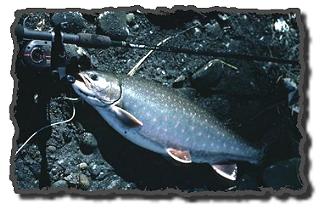 Dolly Varden
