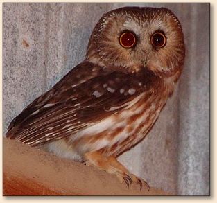 Saw-Whet Owl
