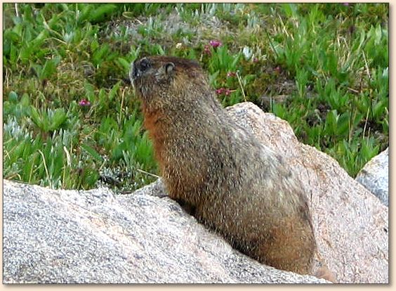 Marmot