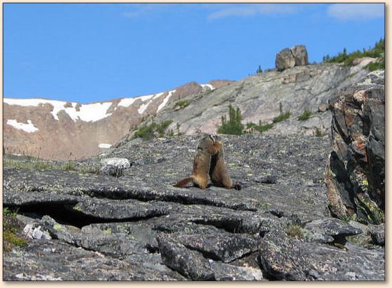 Marmot
