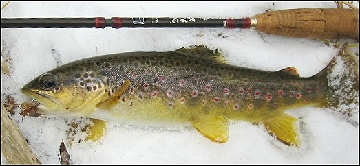 Scrappy 8 incher