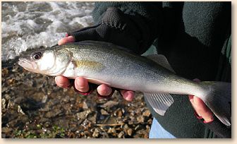 Walleye