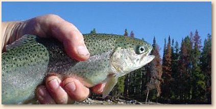 Rainbow Trout
