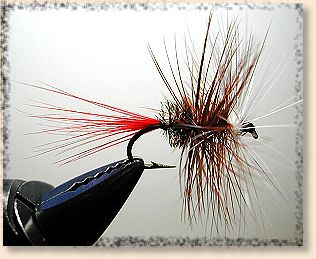 Royal Brown Bi-visa Gill