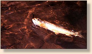 Magic trout