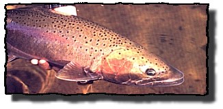 Winter Steelhead - not mine