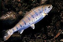 Japanese Trout, Yamame
