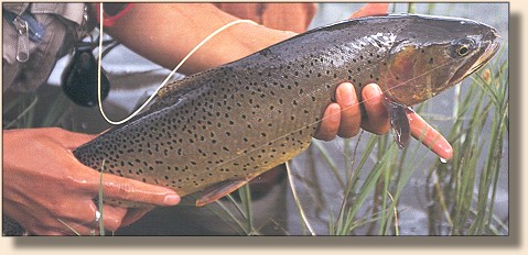 3# pound Yellowstone Cutthroat