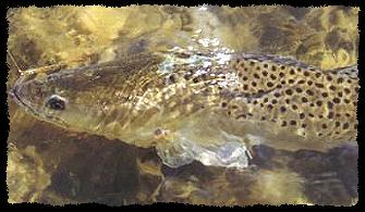 Sea Trout