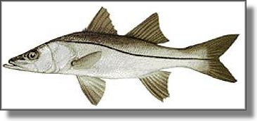 Snook