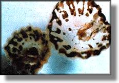 Magnified Blimp Jellyfish