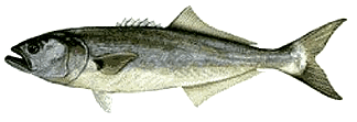 Bluefish!