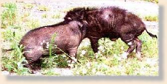 Wild pigs fighting!