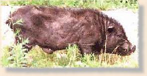 Wild Pigs