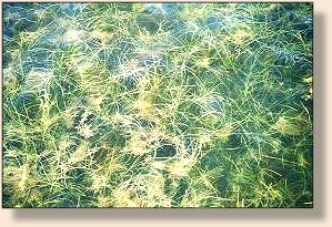 Turtle Grass