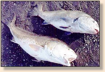 Black Drum