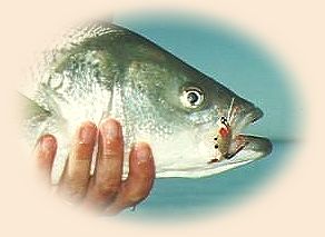 It took Tom's Rattle crab