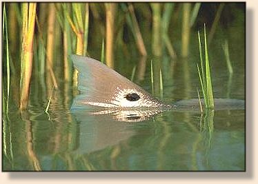 Redfish tail