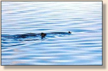 Pod of fish moving