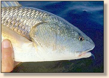 Redfish in hand