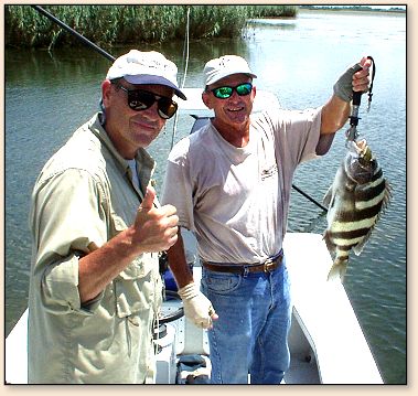 Maxi Big Sheepshead