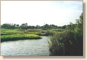 Bulow Creek