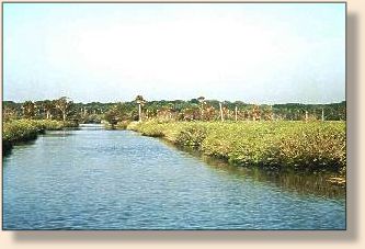 More of Bulow Creek