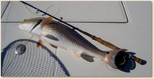Redfish