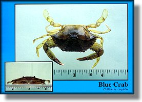 Blue Crab