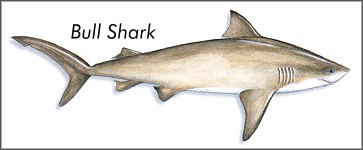 Bull Shark