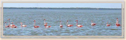 Flamingos