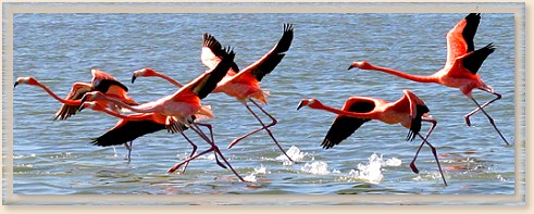 Flamingos in flight