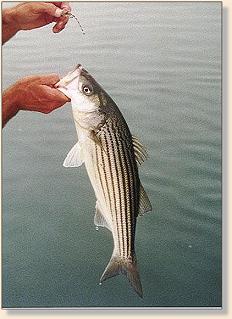 Striper