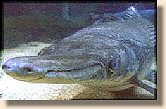 Gar