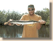 Long Nose Gar