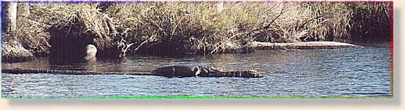 Big Gator