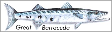 Great Barracuda