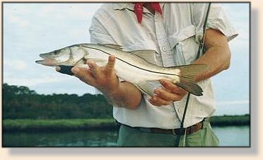 Kent Gibbens and snook.