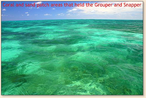 Blue Waters of Shallows