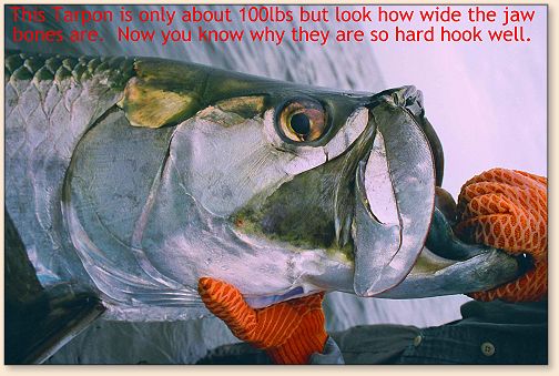 Tarpon Head Shot