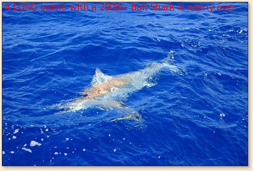 Bull Shark