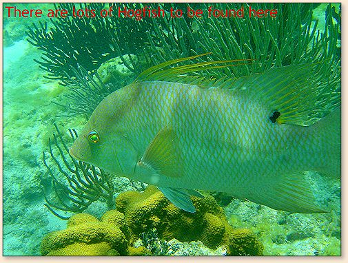 Hogfish