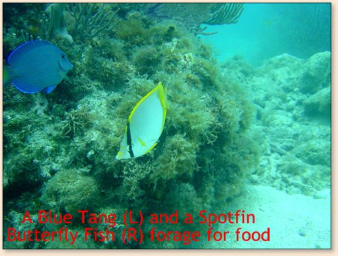 Blue Tang and Spotfin Butterfly